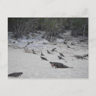 Carte postale Beau Bahamas