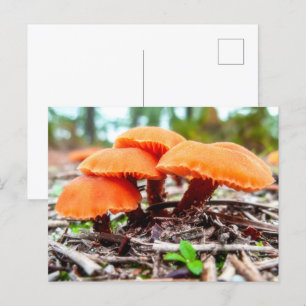 Carte Postale Beau bouquet de champignons sauvages dans un champ