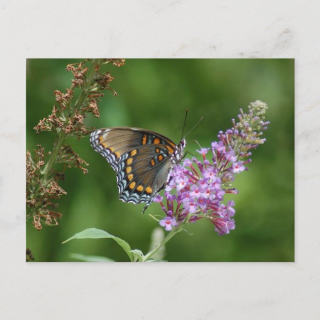 CARTE POSTALE BEAU BUTTERFING (Devant)