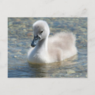 Carte Postale Beau Canard de cygne muet
