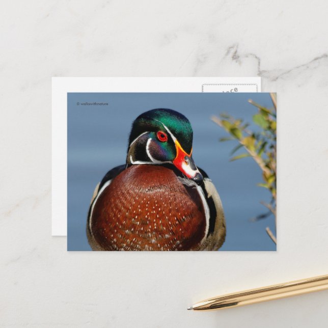 Carte Postale Beau canard en bois pensif dans le marais (Devant/Arrière en situation)