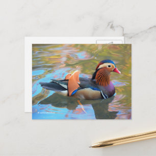 Carte Postale Beau canard Mandarin dans l'étang