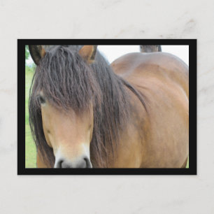 Carte Postale Beau Cheval
