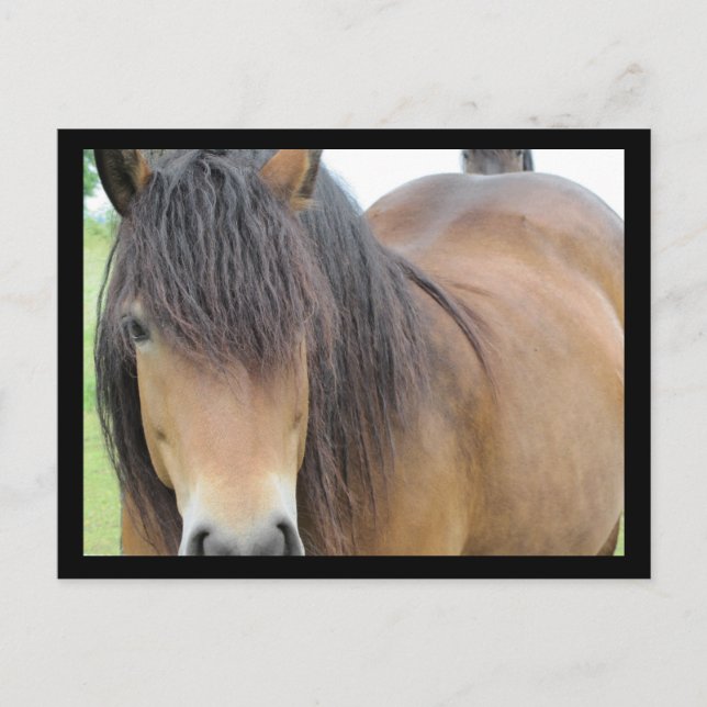Carte Postale Beau Cheval (Devant)
