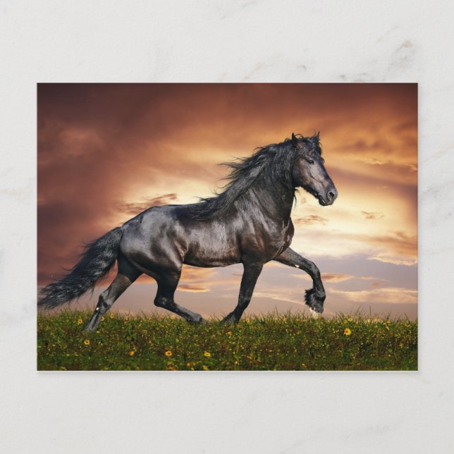 Carte Postale Beau Cheval (Devant)