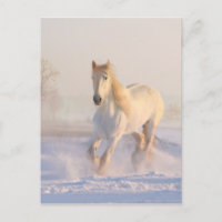 Beau Cheval Blanc Courant dans la Neige