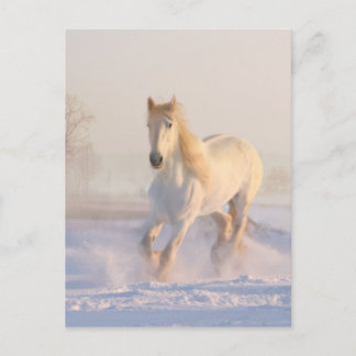 Carte Postale Beau Cheval Blanc Courant dans la Neige