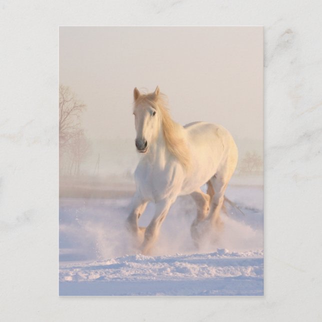 Carte Postale Beau Cheval Blanc Courant dans la Neige (Devant)