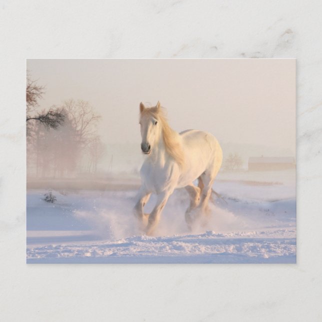 Carte Postale Beau cheval blanc courant dans la neige (Devant)