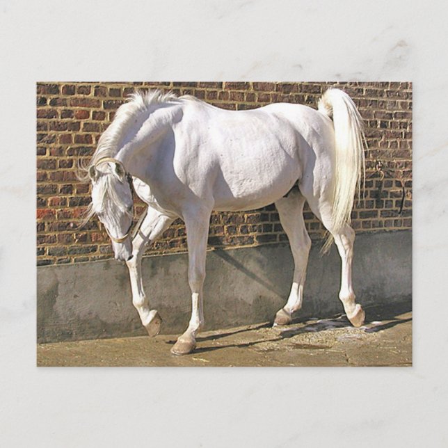 Carte Postale Beau cheval blanc d'Arabie (Devant)