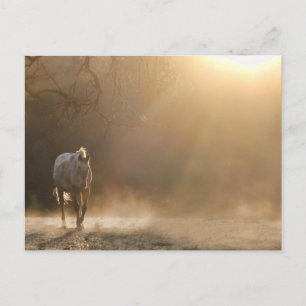 Carte Postale Beau Cheval dans les cadeaux Sunlight