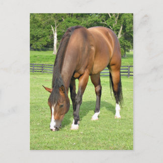 Carte Postale Beau cheval de baie