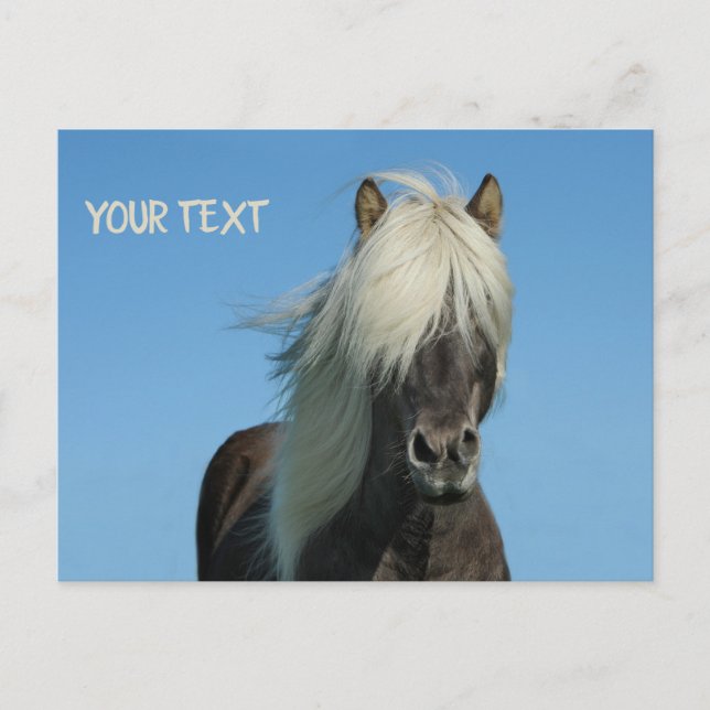 Carte Postale Beau cheval sous le ciel bleu (Devant)