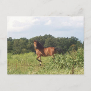 Carte Postale Beau Cheval Sur Le Paysage De Campagne Photo