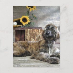 Carte Postale Beau chien de chien de chien afghan gris