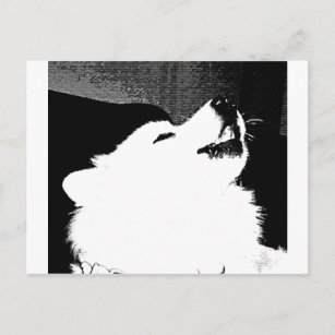 Carte Postale Beau chien velu de blanc de Samoyed
