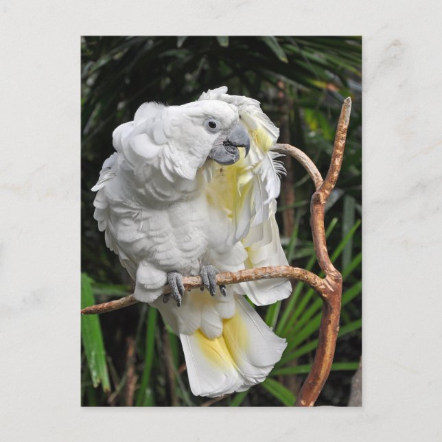 Carte Postale Beau cocktail blanc (Devant)