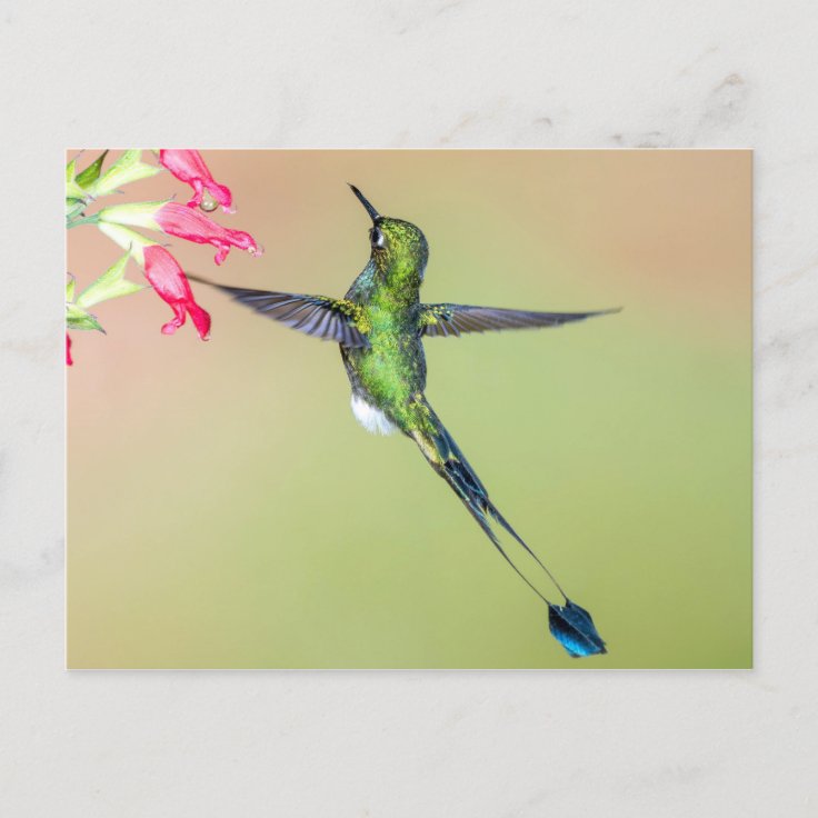 postale cadeau Oiseau Carte de remerciement Surgir Carte de voeux 3D Colibri 