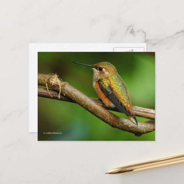 Carte Postale Beau colibri roux sur vignes jumelées (Devant/Arrière en situation)