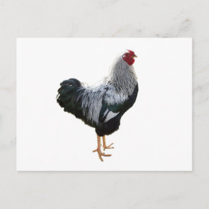 Carte Postale Beau Coq Wyandotte Pencilé Argent
