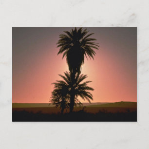 Carte Postale Beau coucher de soleil : Désert du Sahara, Algérie