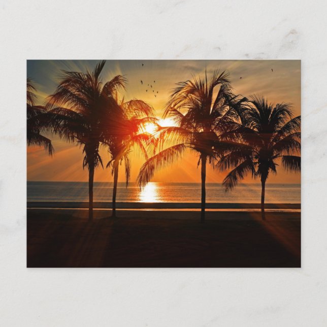 Carte Postale Beau coucher de soleil en silhouette (Devant)
