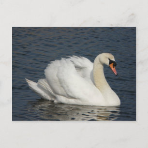 Carte Postale Beau cygne blanc dans l'eau