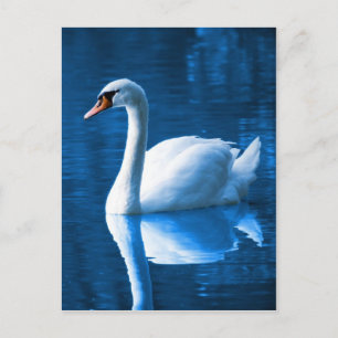 Carte Postale Beau cygne blanc dans l'eau