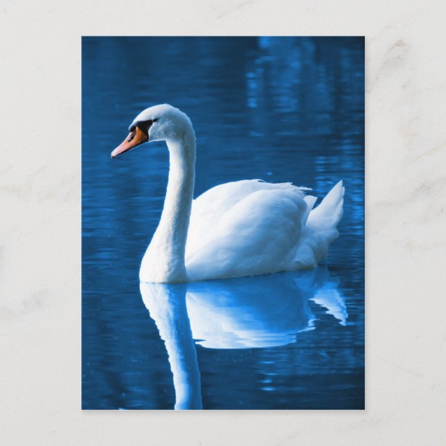 Carte Postale Beau cygne blanc dans l'eau (Devant)