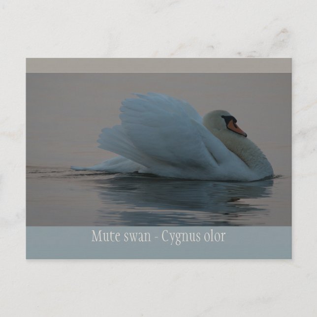 Carte Postale Beau cygne dans la lumière du soir CC0755 (Devant)
