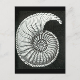 Carte Postale Beau dessin au crayon d'Amaltheus ammonite