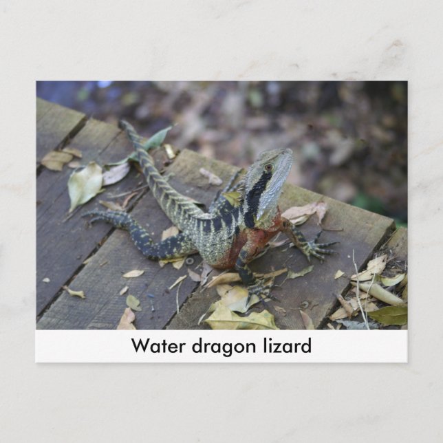 Carte Postale Beau Dragon D'Eau (Devant)