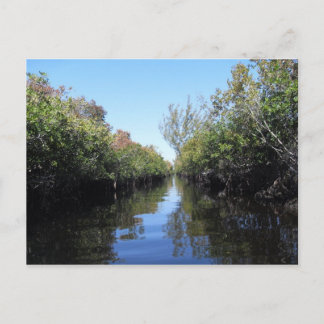 Carte postale Beau Florida Everglades