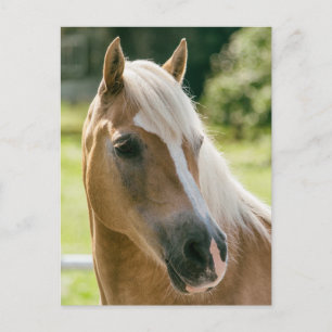 Carte Postale Beau haflinger cheval portrait