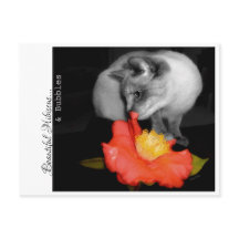 Beau Hibiscus...& Bulles