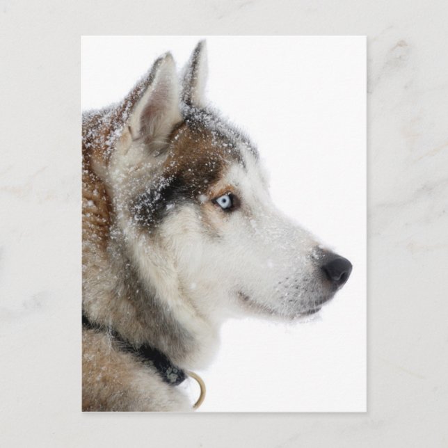 Carte Postale Beau Husky sibérien dans la neige (Devant)