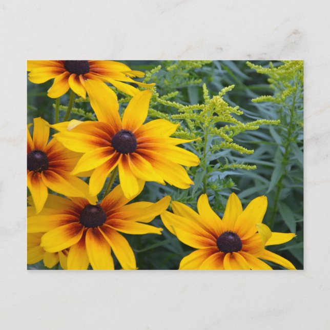 Carte Postale Beau jardin de fleurs de susan aux yeux noirs (Devant)