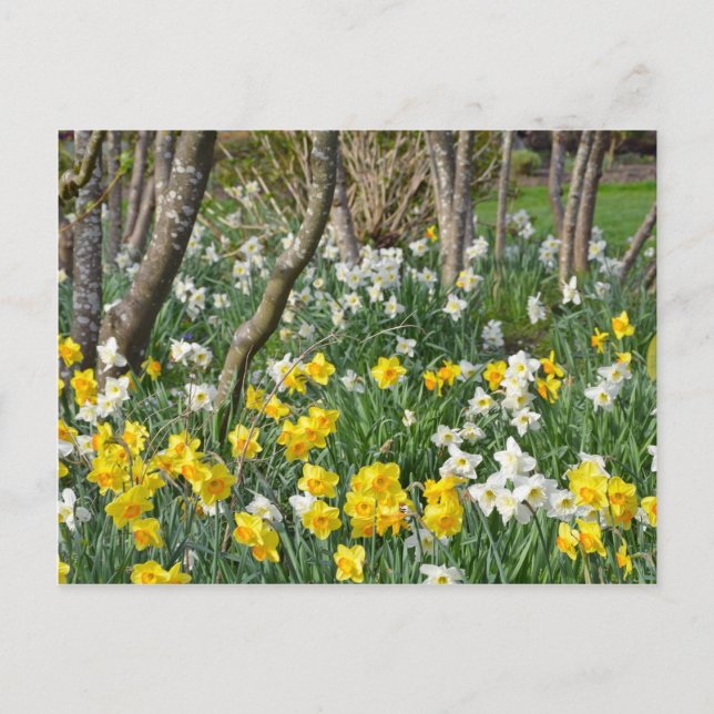 Carte Postale Beau jardin de jonquilles de printemps (Devant)