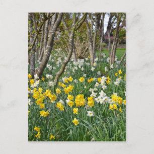 Carte Postale Beau jardin de jonquilles de printemps