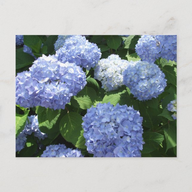 Carte Postale Beau Jardin, Fleurs d'Hydrangea Photo (Devant)
