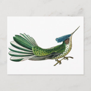 Carte Postale Beau joli oiseau de paradis