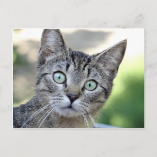 Carte Postale Beau Kitten gris avec des yeux magnifiques