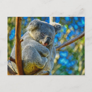 Carte Postale Beau koala