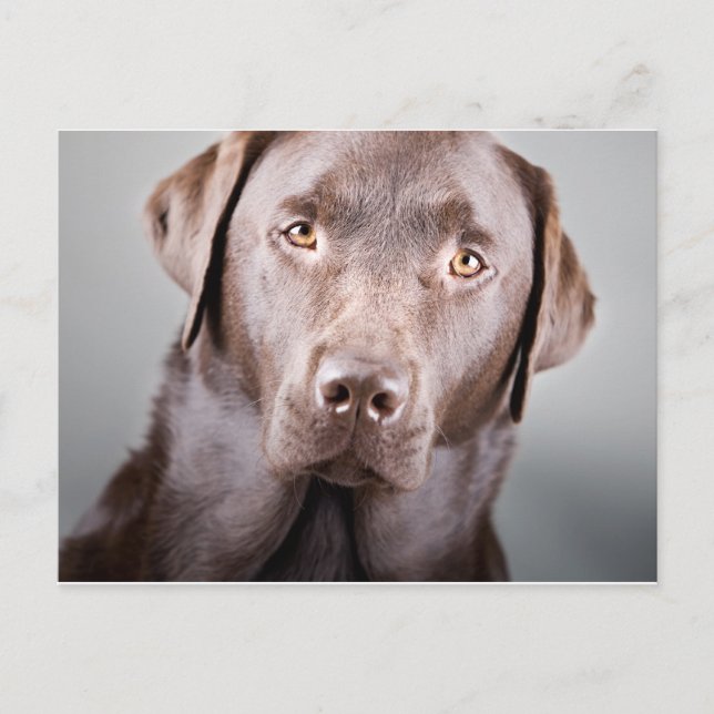 Carte Postale Beau labrador au chocolat (Devant)