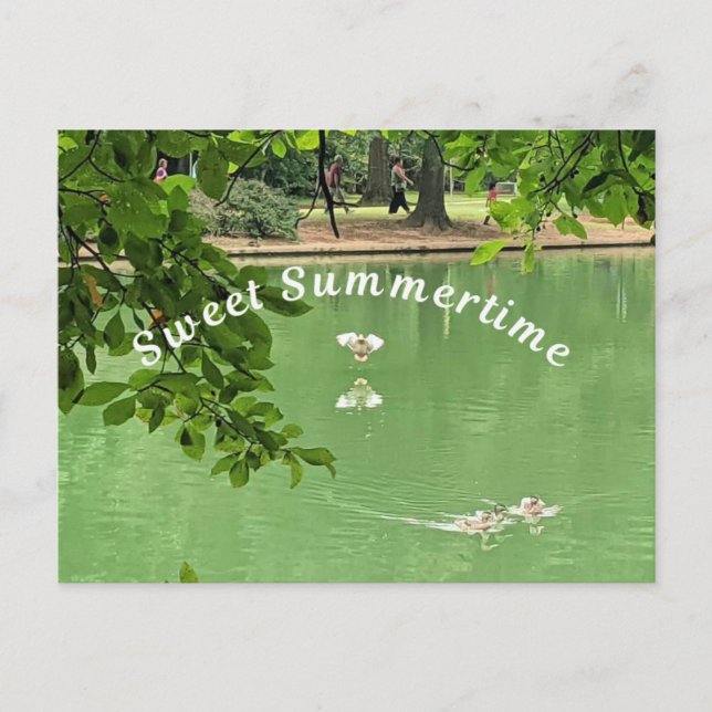Carte Postale Beau lac d'été avec canards. (Devant)