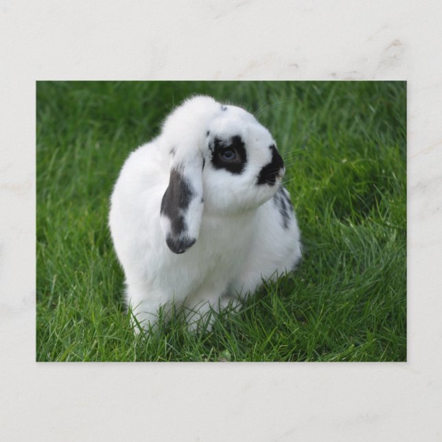 Carte Postale Beau lapin sur herbe (Devant)