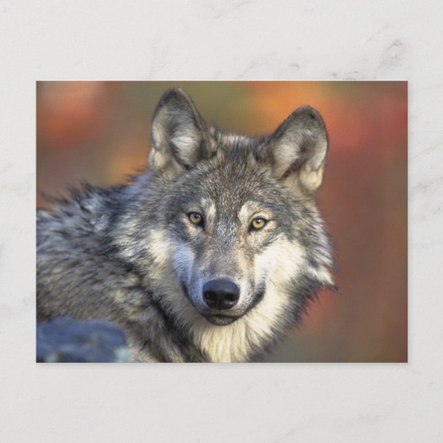 Carte Postale Beau loup (Devant)