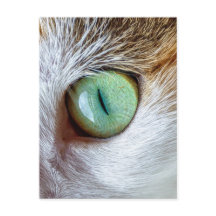 Beau oeil de chat vert