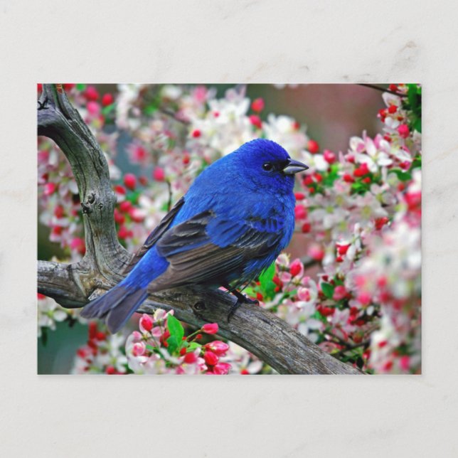 Carte Postale Beau Oiseau Bleu (Devant)