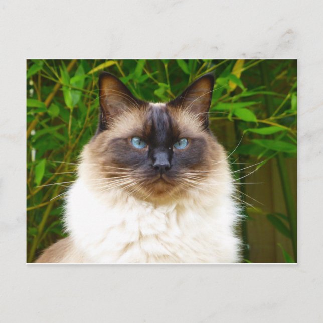 Carte Postale Beau Oscar (Devant)